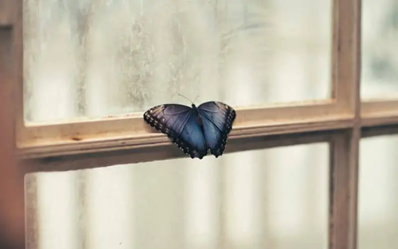Mộng thấy bướm bay vô nhà nên đánh con gì trúng lớn?
